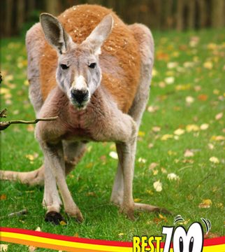 bestzoo-1.jpg