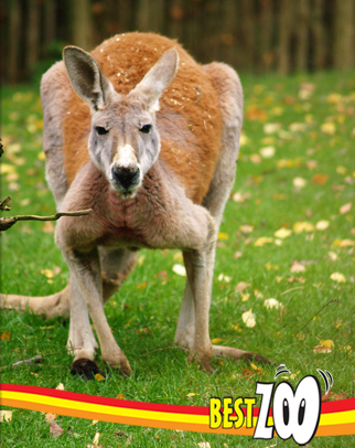 bestzoo-1.jpg