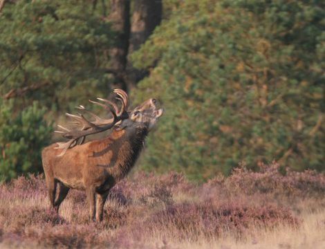 hoge-veluwe-1.jpg