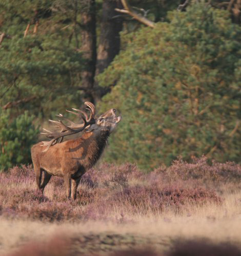 hoge-veluwe-1.jpg