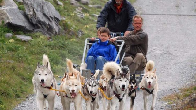 husky-safari.jpg