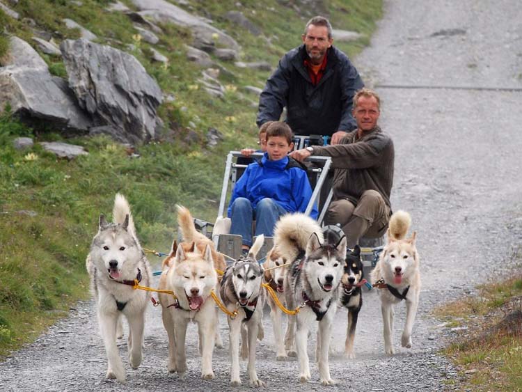 husky-safari.jpg