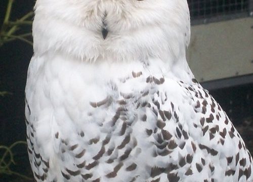 vogelpark-de-lorkeershoeve-1.jpg