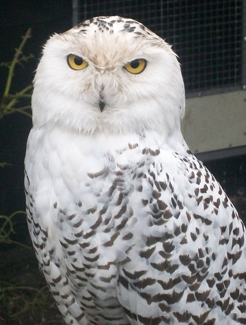 vogelpark-de-lorkeershoeve-1.jpg